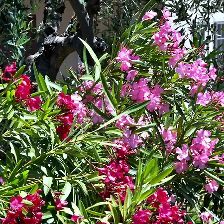 度假居 'n Gray Sea & Mountain House 卡拉马塔