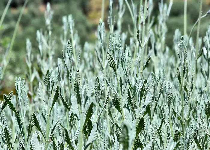 'n Gray Sea & Mountain House 度假居